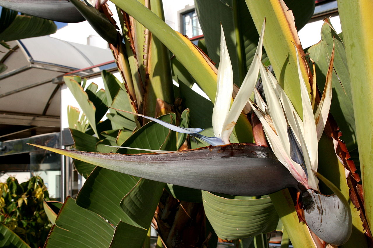 Vista de la flor de la Strelitzia alba