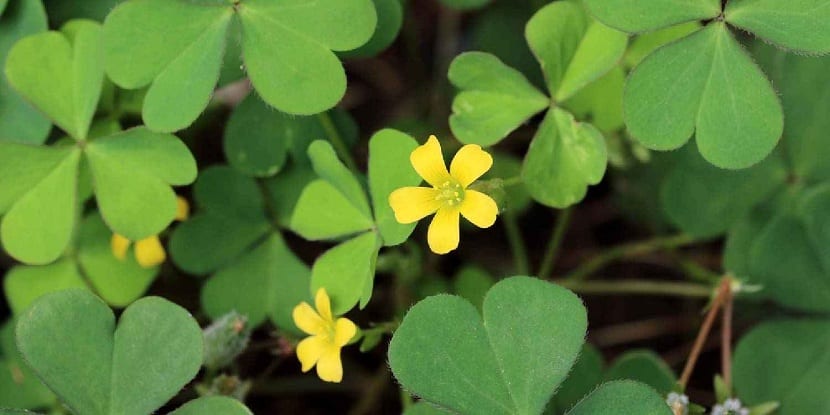 Género oxalis