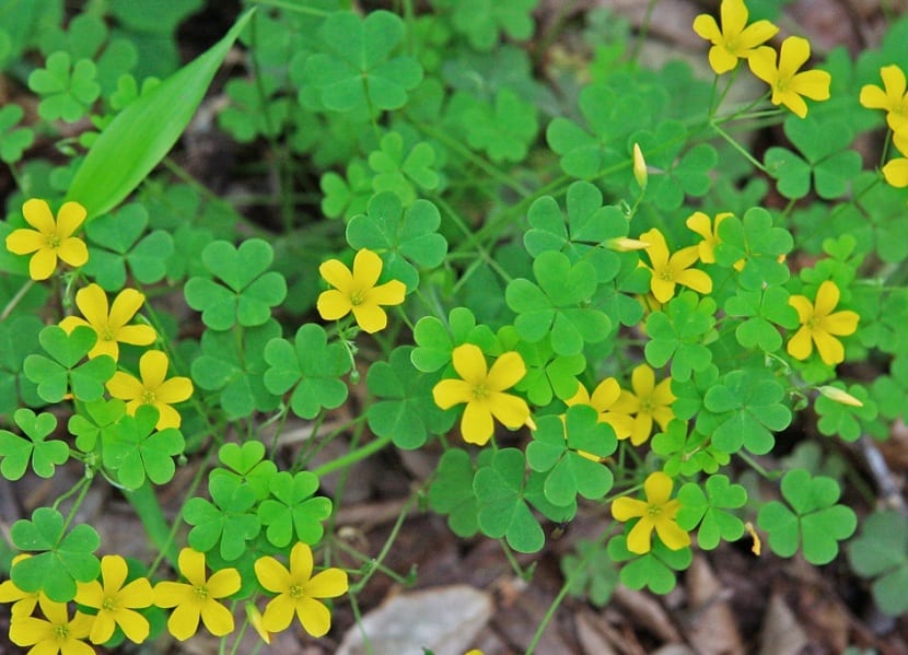 Oxalis corniculata