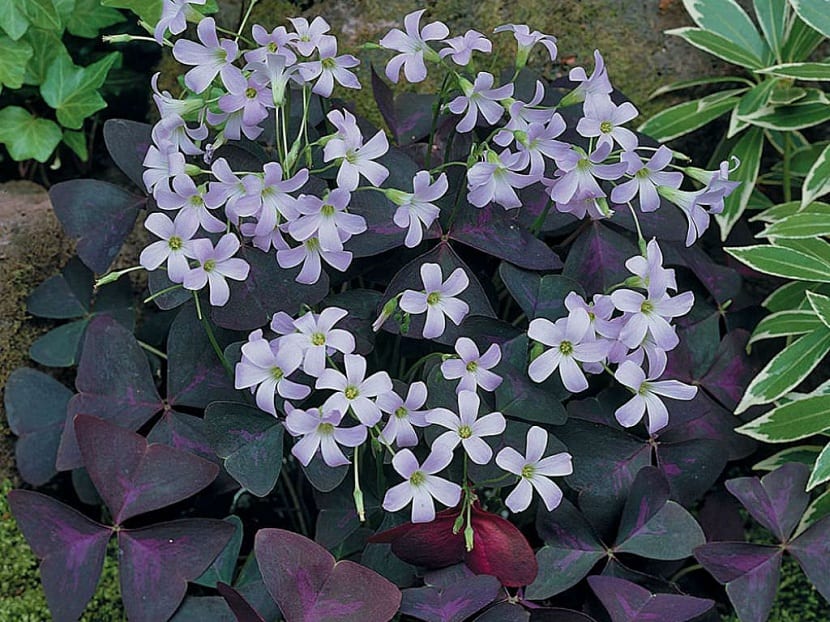 Oxalis triangularis