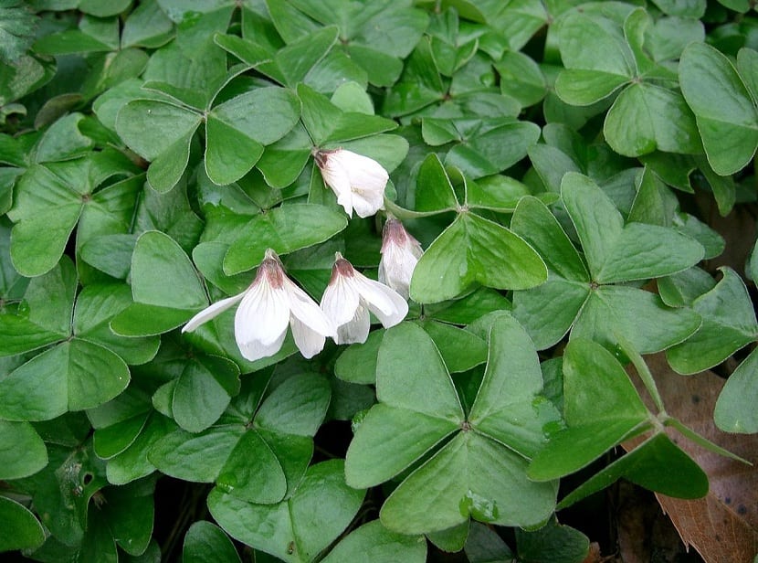 Oxalis
