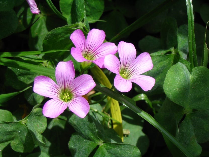 Usos Oxalis