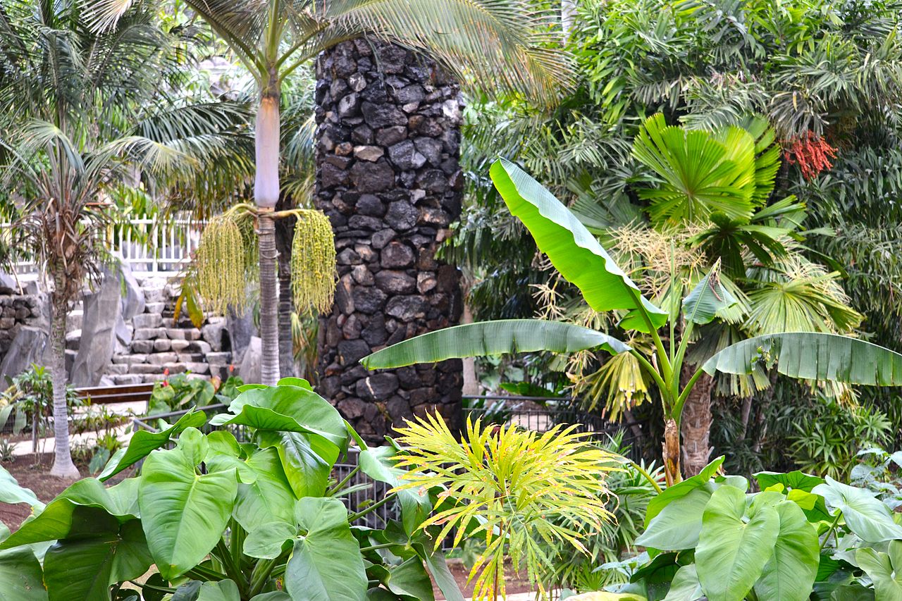 Vista de las plantas de un rincón del Palmetum