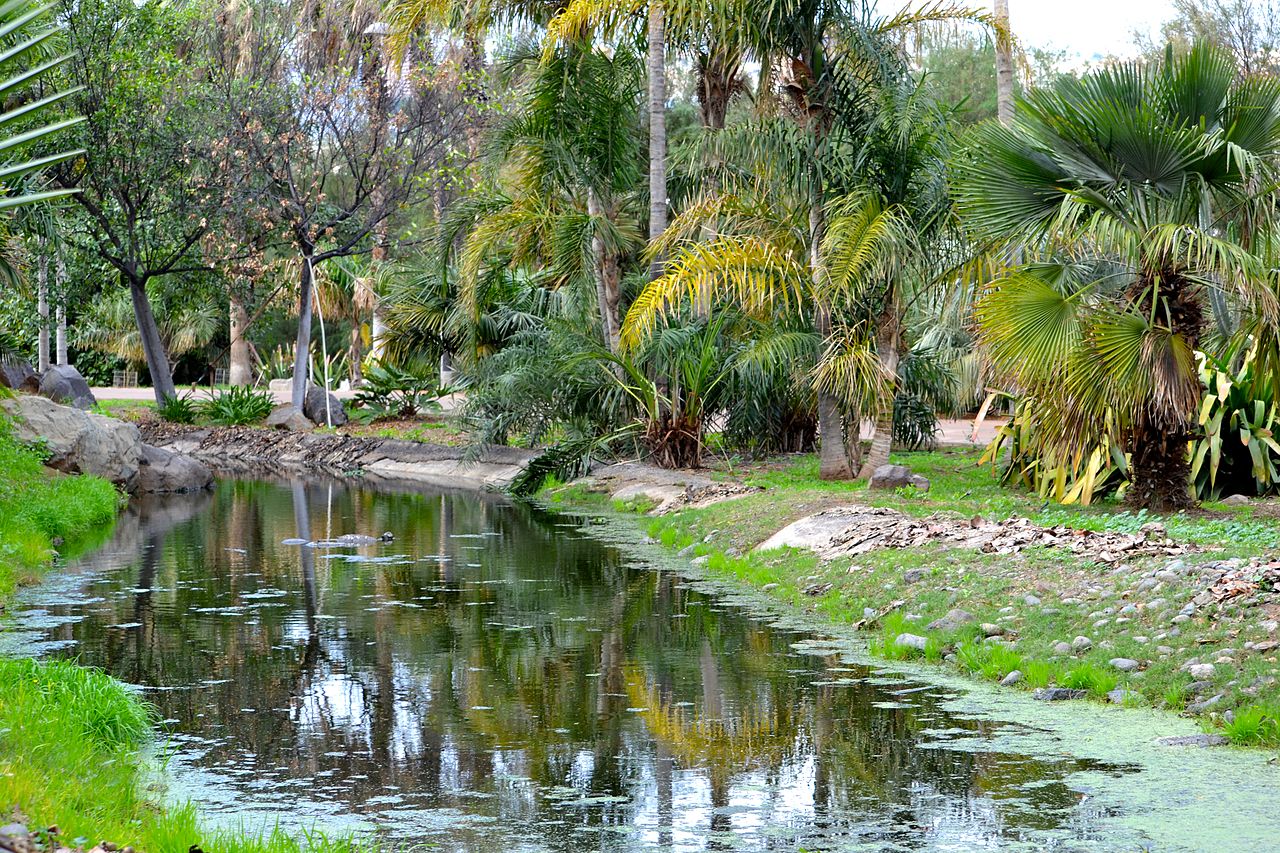 Vista de un rincón del Palmetum