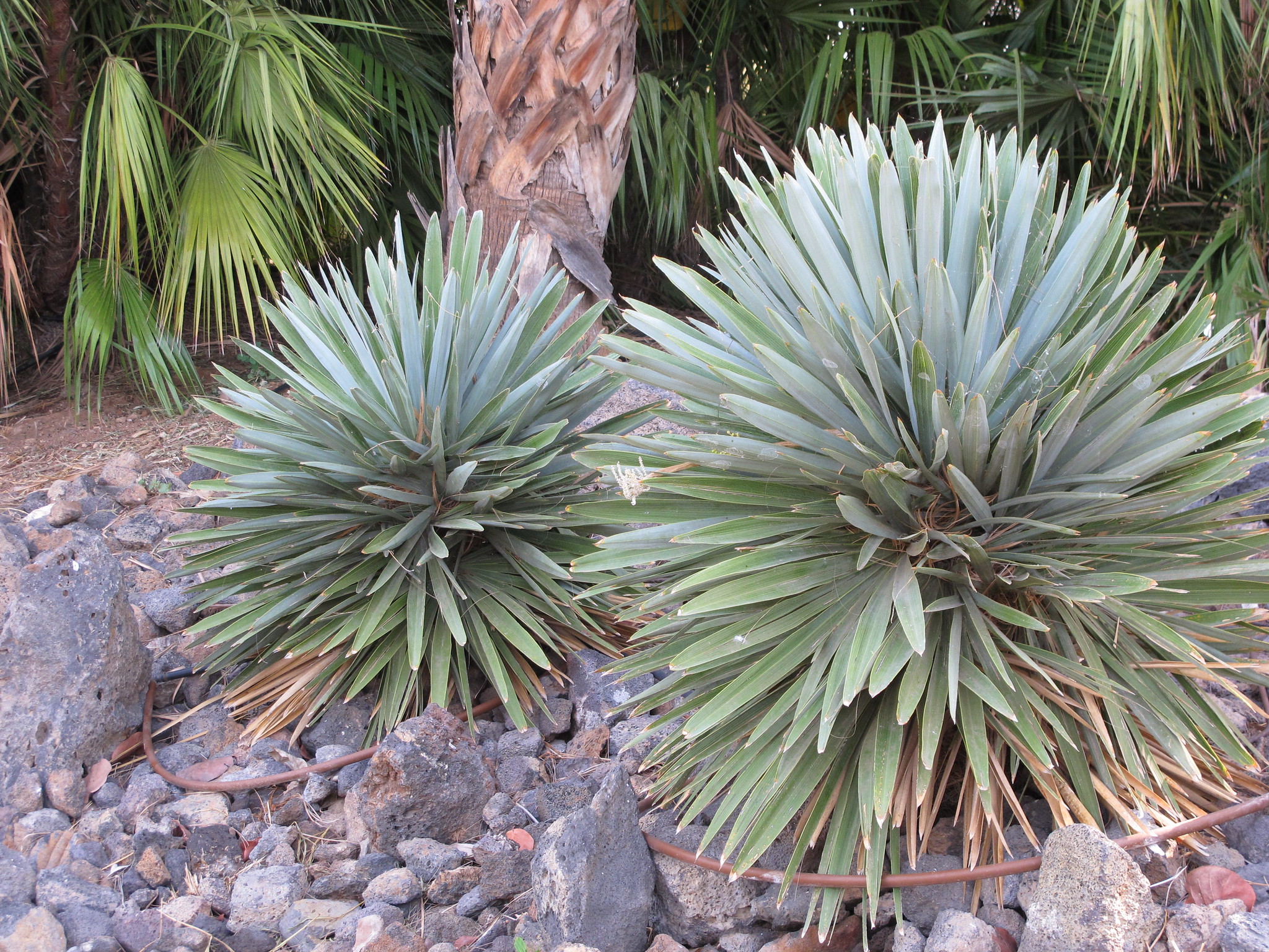 Vista de plantas del Palmetum