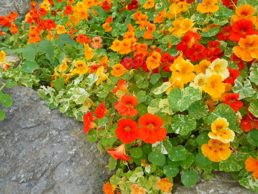Plantas para senderos