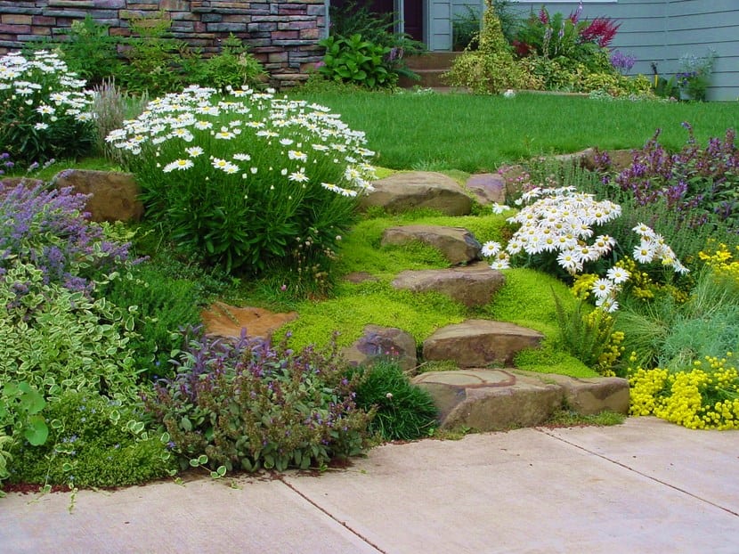 Plantas para senderos
