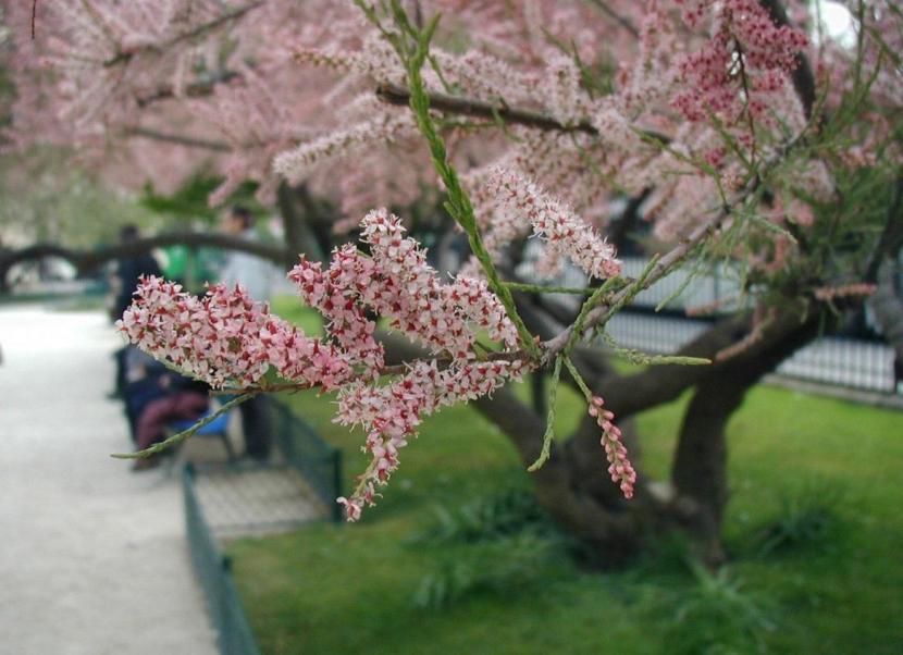 Tamarix