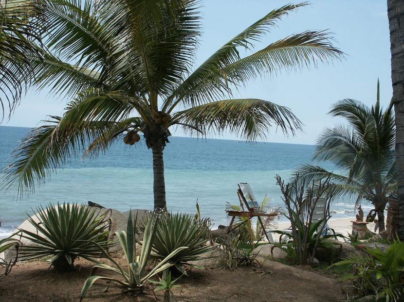 Cocotero