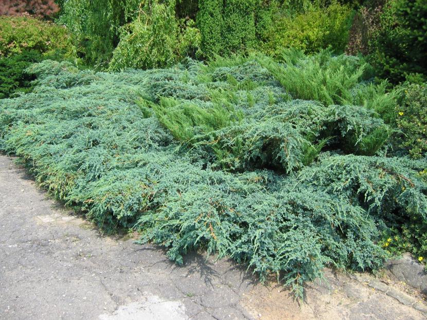 Juniperus x pfitzeriana