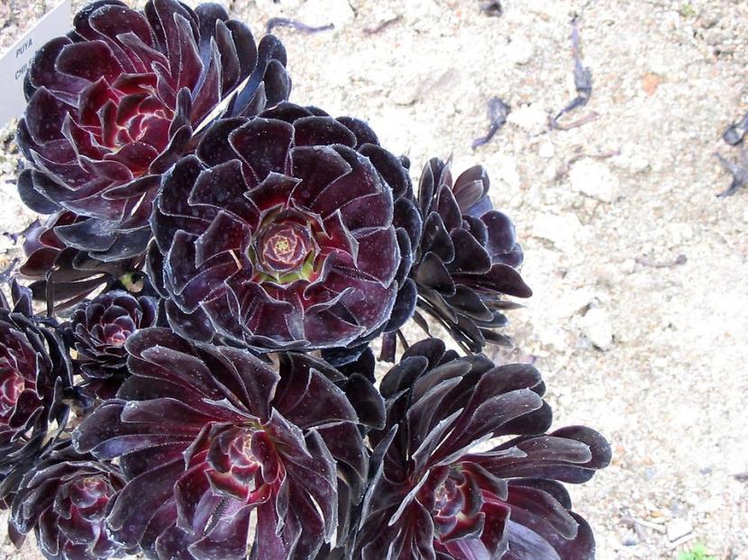 Aeonium arboreum 'Schwarzkopf'