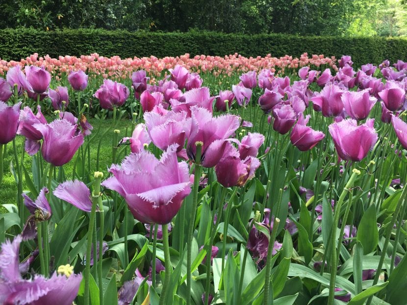 Los tulipanes son bulbosas fáciles de cuidar