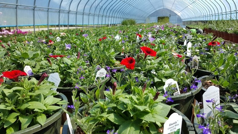 Vista de un vivero de plantas