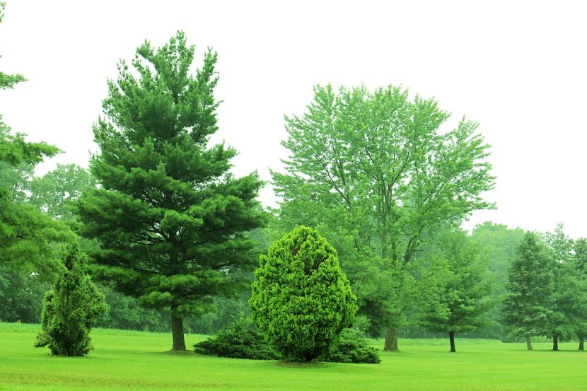Árboles