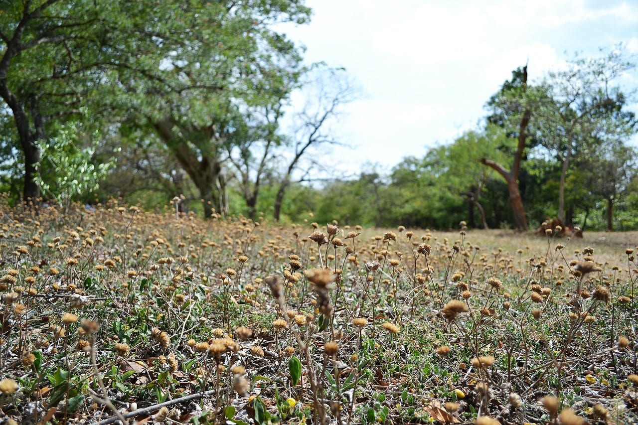 Recuperar un jardín seco paso a paso