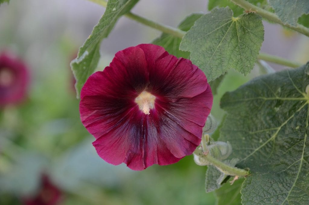 Flor