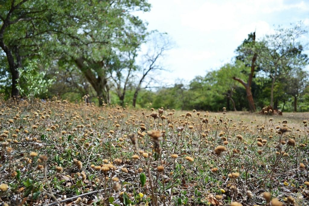 Jardín seco