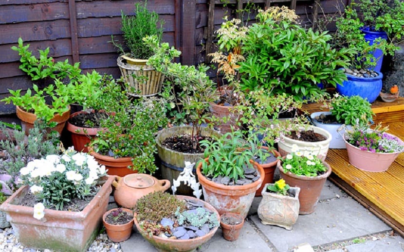 utiliza una maceta para tus plantas
