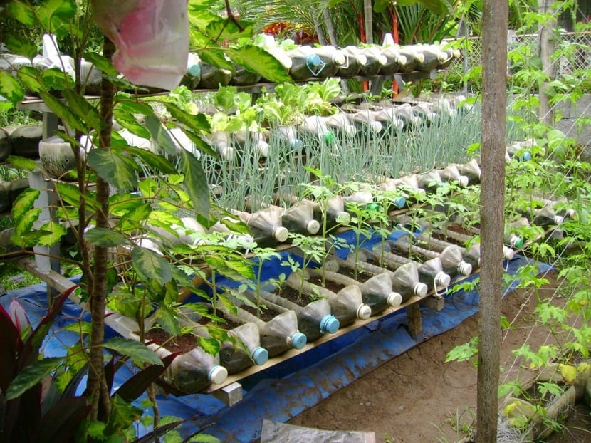 plantar plantas en botellas