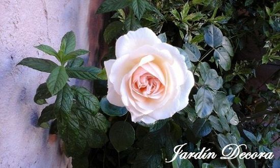 rosa new dawn, las 10 rosas más bonitas del mundo