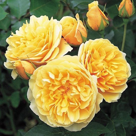 graham thomas, las 10 rosas más bonitas del mundo