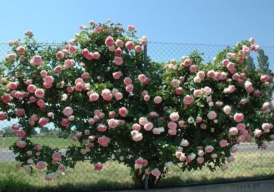 Pierre de Ronsard, las 10 rosas más bonitas del mundo