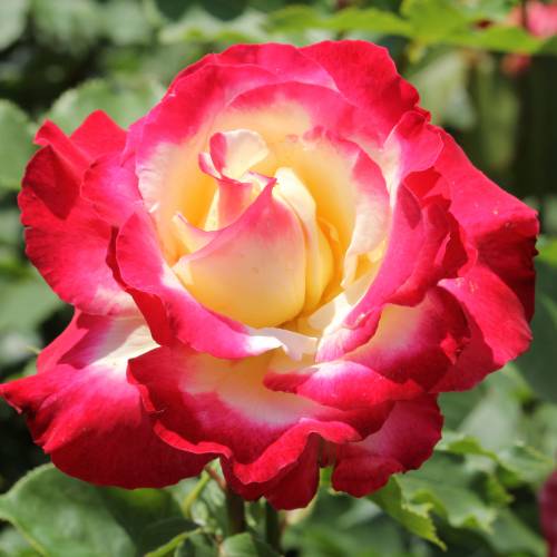 rosa double delight, las 10 rosas más bonitas del mundo