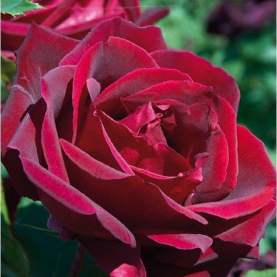 rosa papa meilland las 10 rosas más bonitas del mundo