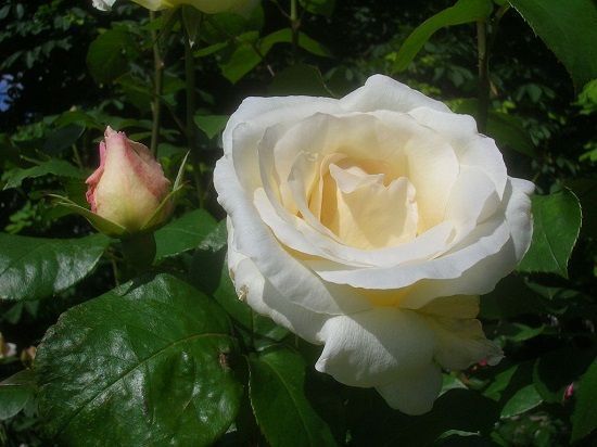 rosa pascali, las 10 rosas más bonitas del mundo