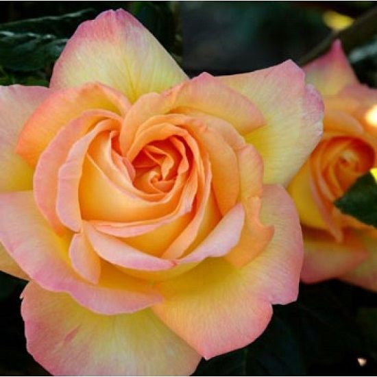 rosa peace, las 10 rosas más bonitas del mundo