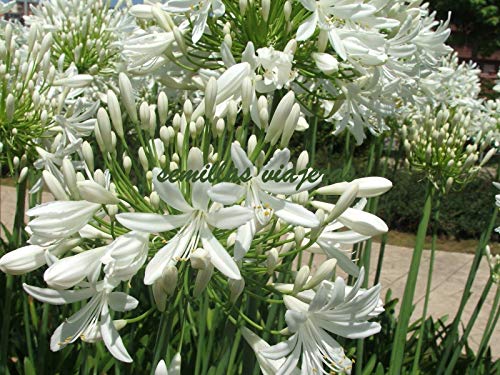Portal Cool Agapanto flor blanca, blanca del Agapanthus, 70 semillas, semillas, Graines, Samen