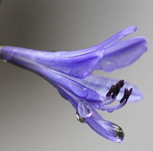 flor-de-agapanto