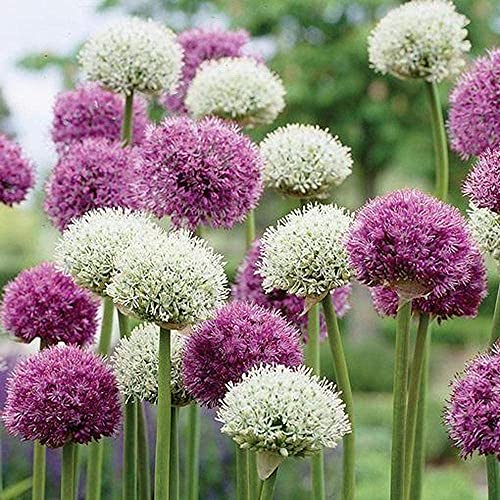5 Piezas De Bulbos De Allium Ornamentales Exóticas Flores Perennes Resistentes Para Plantar En El Patio Del Jardín Atraer Abejas Mariposas