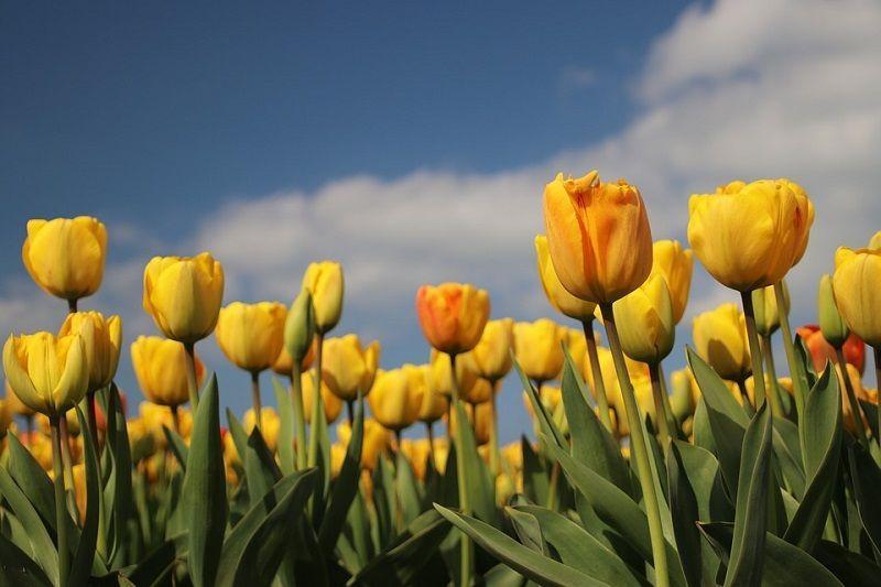 bulbos-de-otoño-tulipanes
