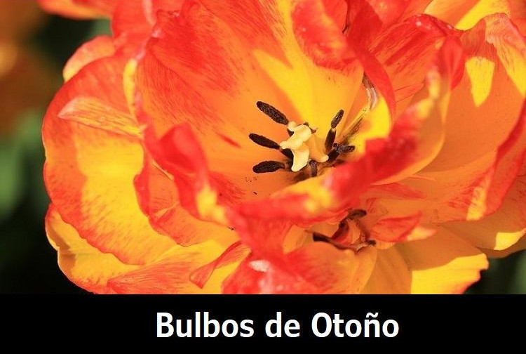 Bulbos de Otoño
