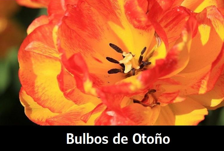 bulbos-de-otoño-tulipan-naranja