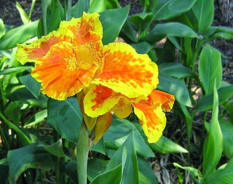 Canna Indica. Cuidados, Cultivo y Reproducción