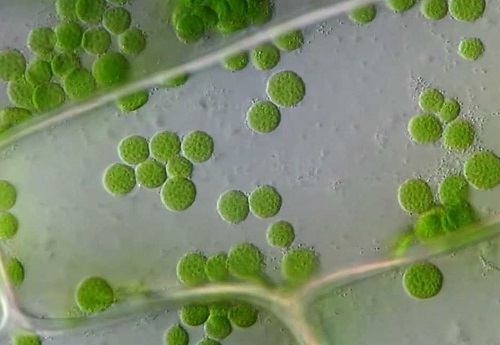 Cloroplastos en microscopio