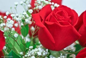el significado de las rosas rojas
