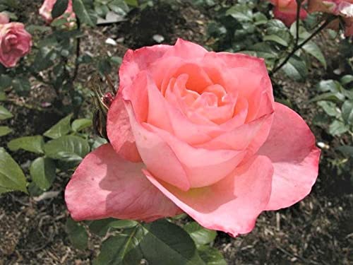 Verdecora Rosal Grandiflora Rosa - Planta Natural con Flor - Rosa Perfumada de plantación (Rosa Sea Pearl)