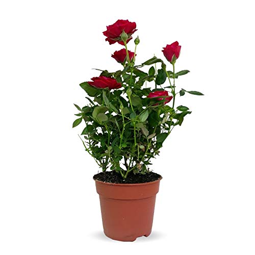Rosal Mini Planta Natural con Maceta con Flores de Colores
