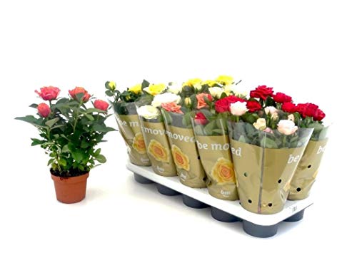 Rosal Mini Bandeja de 10 Unidades de Rosas con Flores de Colores Surtidos Plantas Naturales Rosales de Interior