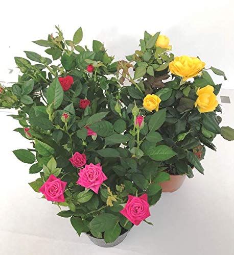 Pack 3 Rosal Mini Plantas con Flores de Colores Variados en Maceta Pequeña Rosales Decorativos