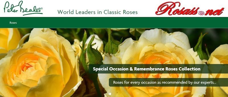 comprar rosales por Internet, Peter Beales