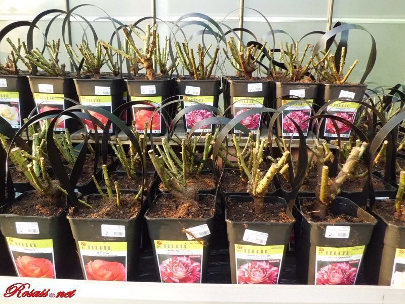 Comprar Rosales Online