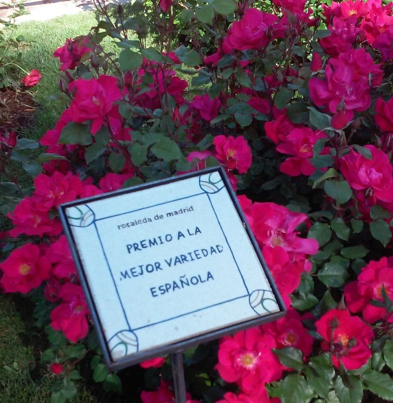 concurso rosas nuevas villa de madrid concurso rosas nuevas villa de madrid Premio al mejor rosal variedad española (fuera de concurso) a Viveros Francisco Ferrer