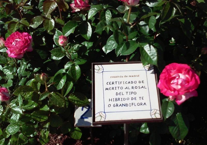 concurso rosas nuevas villa de madrid Premio al mejor rosal híbrido de té o grandiflora a Orard (Francia).