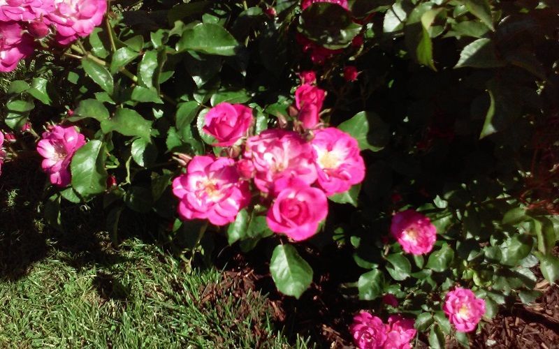 concurso rosas nuevas villa de madrid Premio al mejor rosal polianta o floribunda a Michele Richardier (Francia).