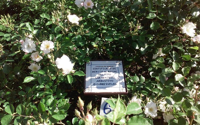 concurso rosas nuevas villa de madrid Premio al mejor rosal tipo sarmentoso, arbustivo o cubresuelos NIRP International (Francia).