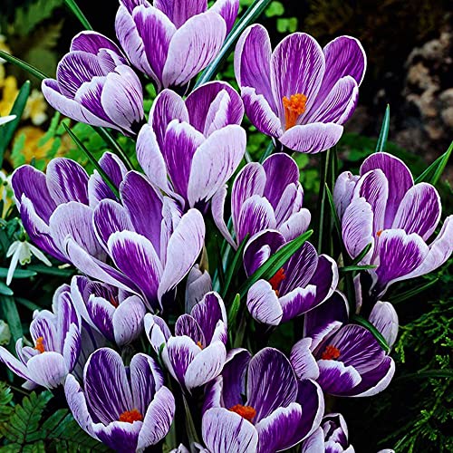 10x Bulbos de Azafrán Flores de Jardín Crocus Bulbos Flores Primavera Crocus Sativus King of de Striped